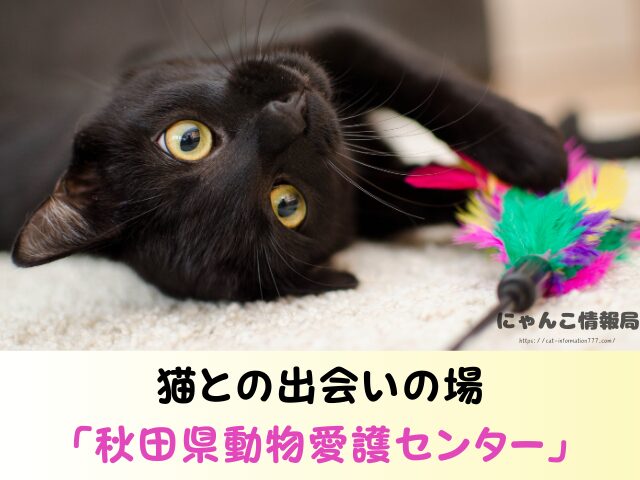 秋田県 猫 里親募集 譲渡会 場所 信頼 動物愛護団体
