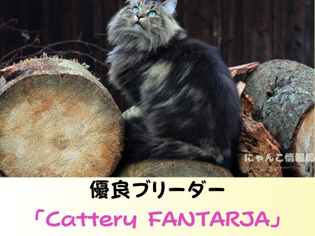 ノルウェージャンフォレストキャット 里親 募集 無償 子猫 譲ります