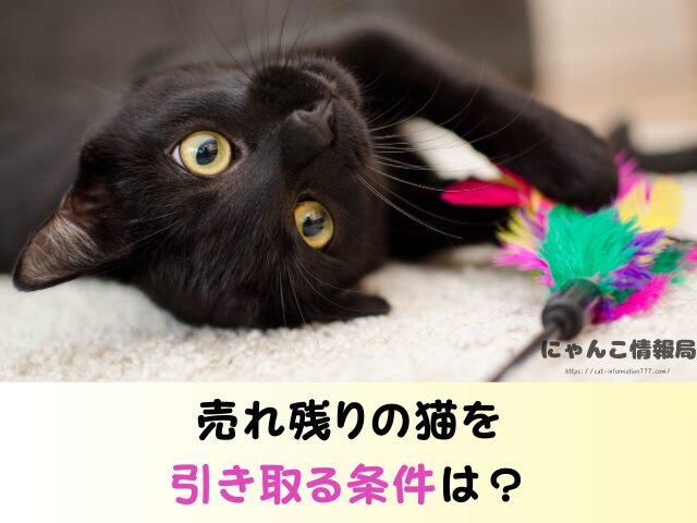 鹿児島県 ペットショップ 売れ残り 猫 里親 譲渡会 場所
