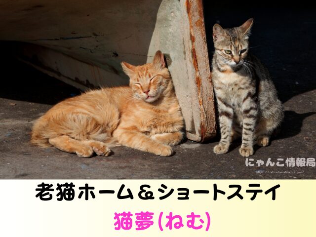 福岡 猫を引き取ってくれる施設 場所 どこ 信頼 動物愛護団体