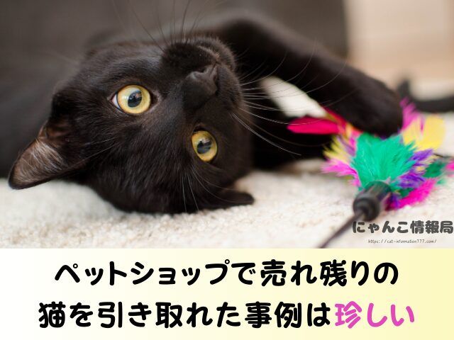 北海道 ペットショップ 売れ残り 猫 引き取りたい 譲渡会 場所