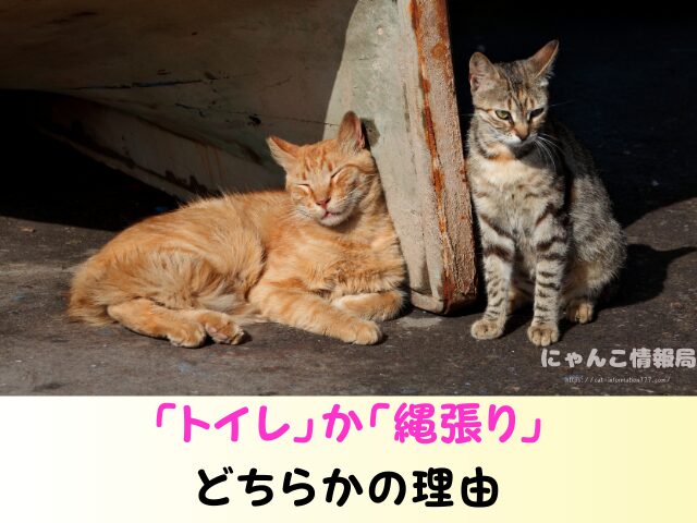 野良猫 同じ場所 フンをする理由 臭い 処理 困った 対処法