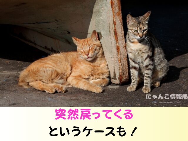 野良猫 出産後 移動するのか 出産前 行動 出産時期