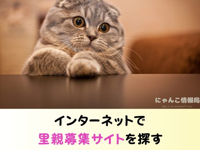 ラグドール 子猫 譲ります 無料 差し上げます 里親募集