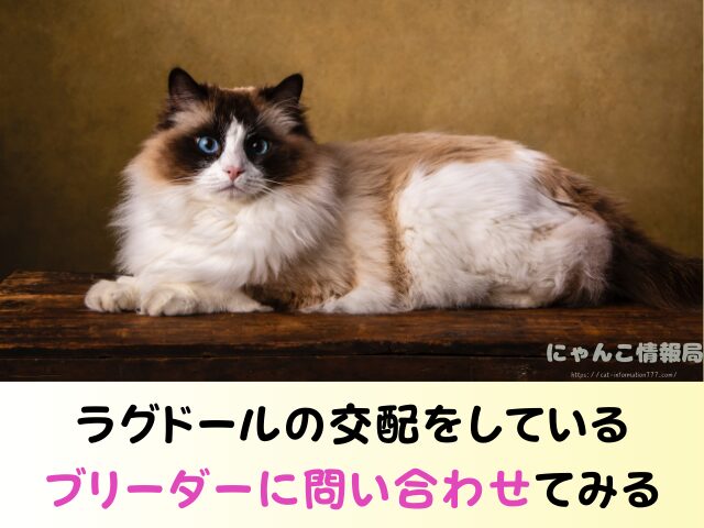 ラグドール 子猫 譲ります 無料 差し上げます 里親募集