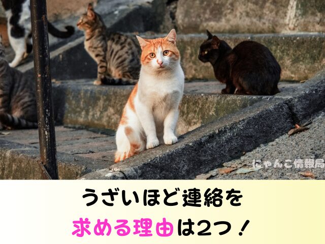 猫の里親になった後の連絡 うざい しつこい 電話 トラブル 回避方法