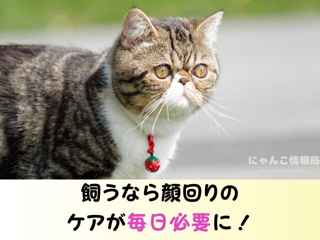 エキゾチックショートヘア かわいそう 言われる理由 ケージ 飼い方 注意点