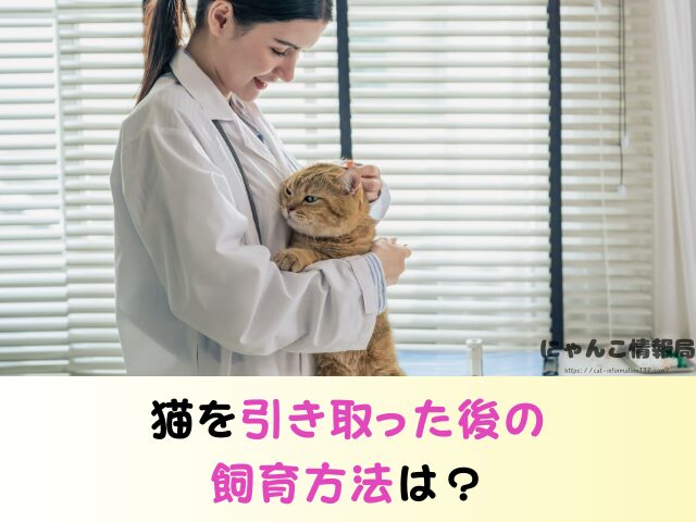 山口県 猫 ペットショップ売れ残りを引き取りたい 里親 費用 譲渡会 場所