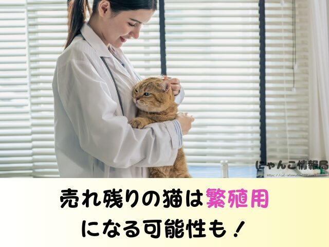 石川県 子猫差し上げます 里親募集 譲渡会 場所