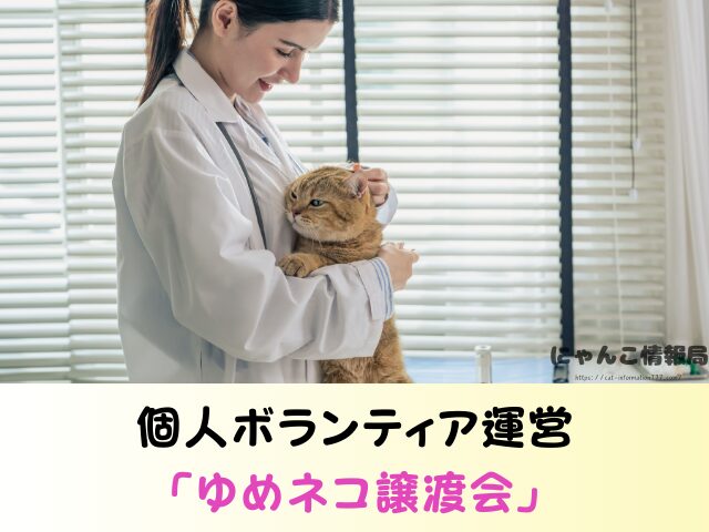 東京都 猫 里親募集 譲渡会 場所 おすすめ 保護猫カフェ
