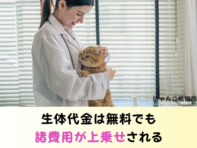 広島県 猫 ペットショップ売れ残りを引き取りたい 里親 費用 譲渡会 場所