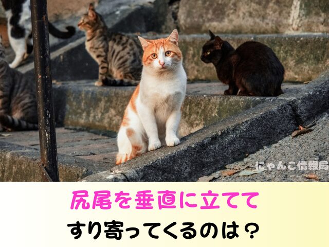 野良猫が足にまとわりつく理由 食べ物 欲しがっているサイン
