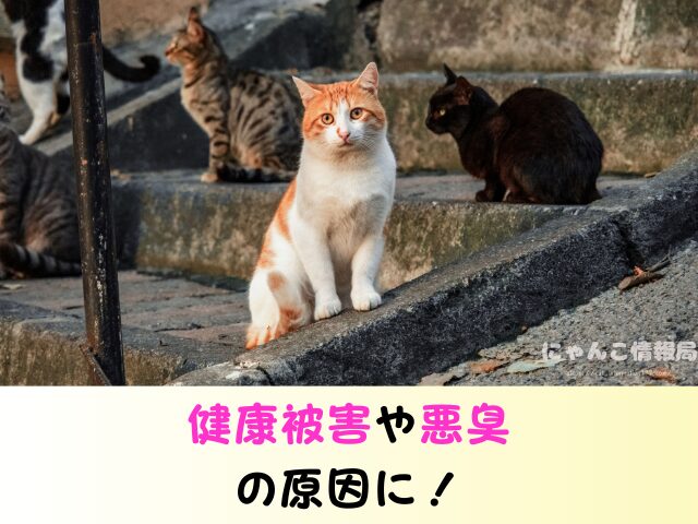 猫のフン 放置するとどうなる 水で流す 近所迷惑