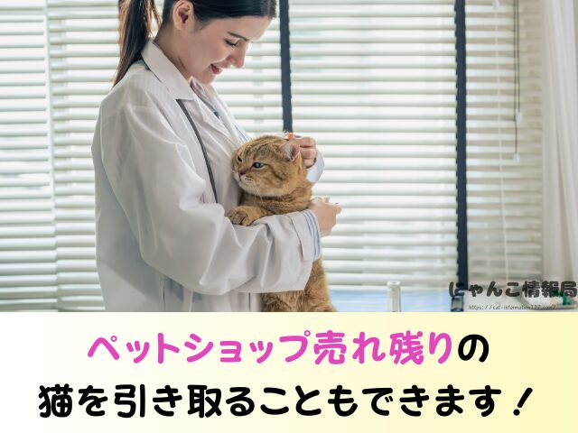 山形県 生まれたばかりの子猫 里親募集 譲渡会 場所