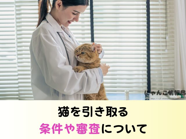富山県 猫 ペットショップ売れ残りを引き取りたい 里親 費用 譲渡会 場所