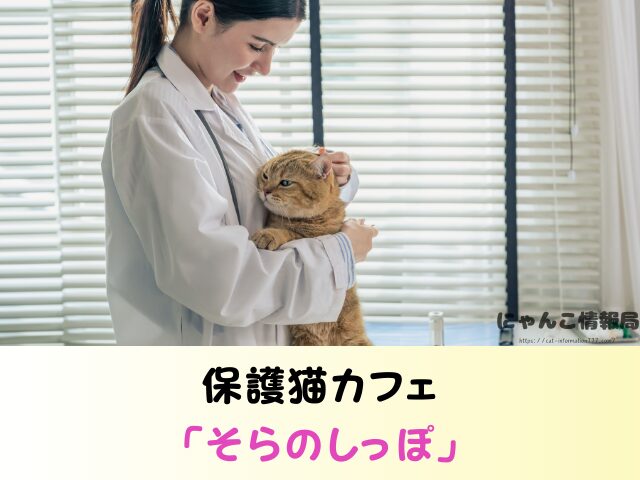鹿児島県 ペットショップ 売れ残り 猫 里親 譲渡会 場所