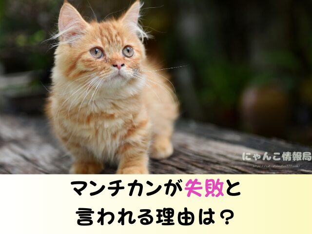 マンチカン 失敗 言われる理由 かわいそう ヤバい交配方法 販売