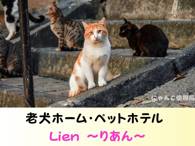 福岡 猫を引き取ってくれる施設 場所 どこ 信頼 動物愛護団体