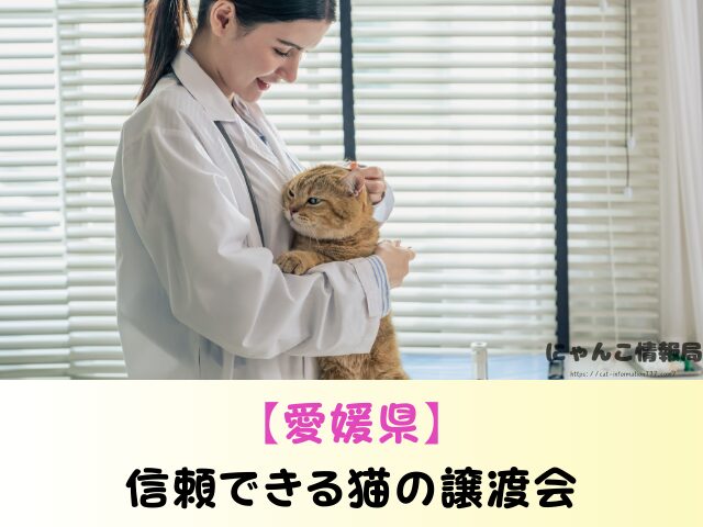 愛媛県 ペットショップ 猫の売れ残り 引き取とりたい 里親 費用 準備物