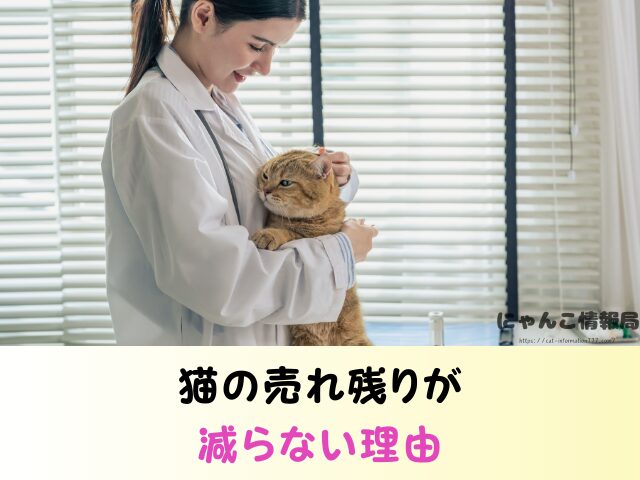 北海道 ペットショップ 売れ残り 猫 引き取りたい 譲渡会 場所