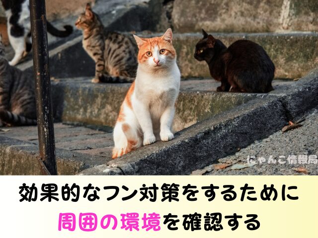 野良猫 同じ場所 フンをする理由 臭い 処理 困った 対処法
