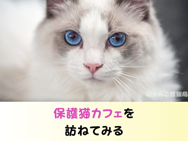 ラグドール 子猫 譲ります 無料 差し上げます 里親募集