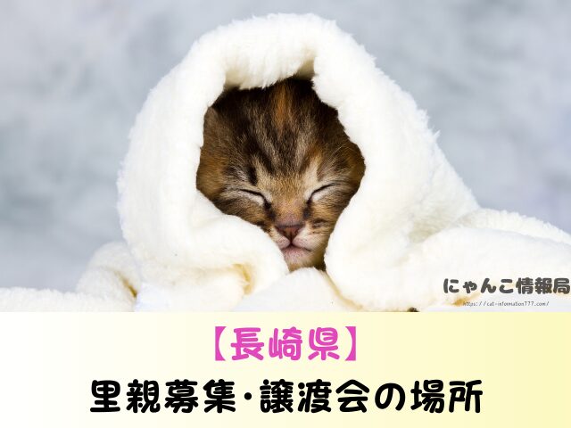 長崎県 ペットショップ 猫 売れ残り 信頼できる 里親 譲渡会 場所