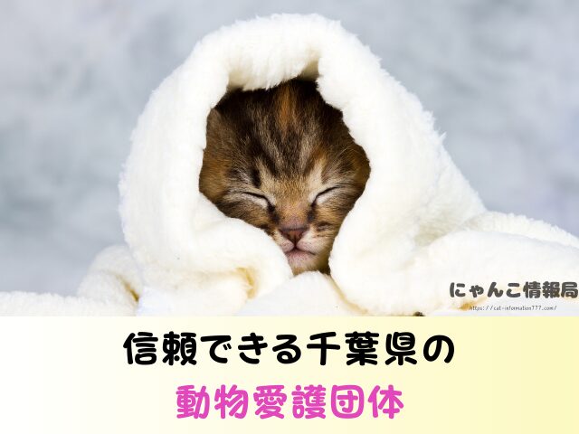 千葉県 猫を引き取ってくれる施設 信頼できる 動物愛護団体