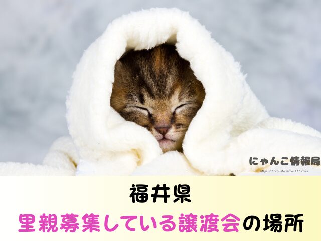福井県 ペットショップ 猫 売れ残り 引き取れる 里親 譲渡会 場所