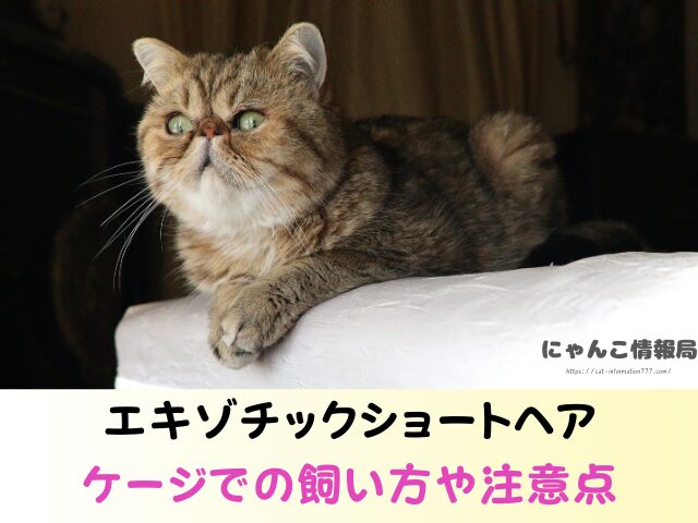 エキゾチックショートヘア かわいそう 言われる理由 ケージ 飼い方 注意点