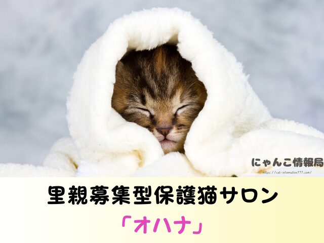 福島県 猫 里親募集 譲渡会 場所 売れ残り その後