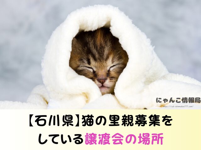 石川県 子猫差し上げます 里親募集 譲渡会 場所