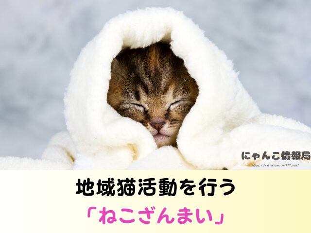 東京都 猫 里親募集 譲渡会 場所 おすすめ 保護猫カフェ