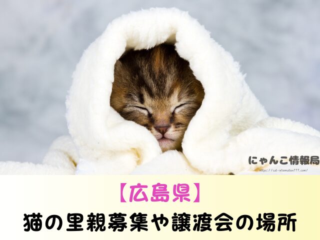 広島県 猫 ペットショップ売れ残りを引き取りたい 里親 費用 譲渡会 場所