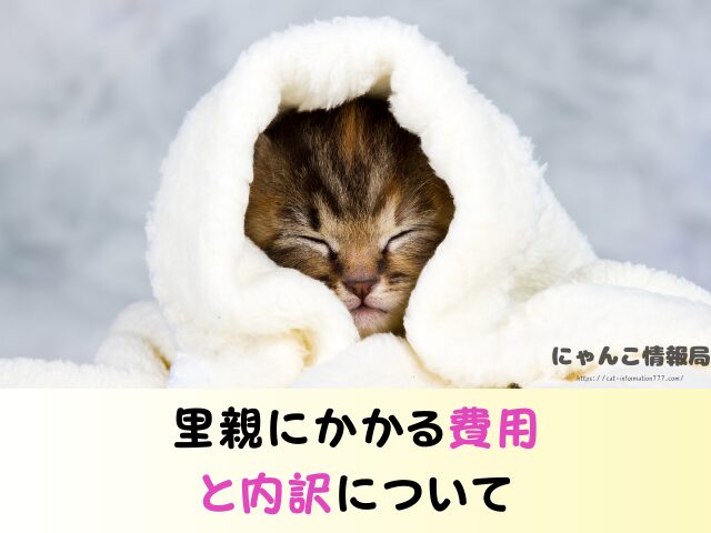 福岡県 ペットショップ 猫 売れ残りを引き取りたい 里親募集 譲渡会
