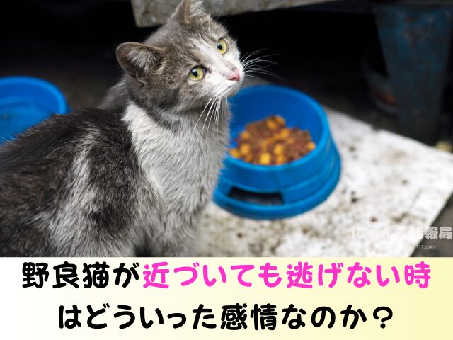 野良猫が足にまとわりつく理由 食べ物 欲しがっているサイン