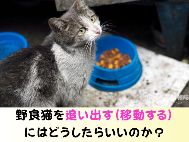 野良猫 捕獲 動物愛護法 追い出す どうしたらいい