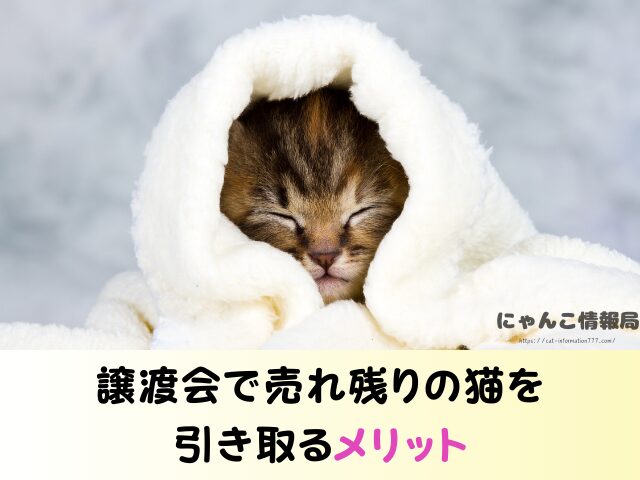 山形県 生まれたばかりの子猫 里親募集 譲渡会 場所