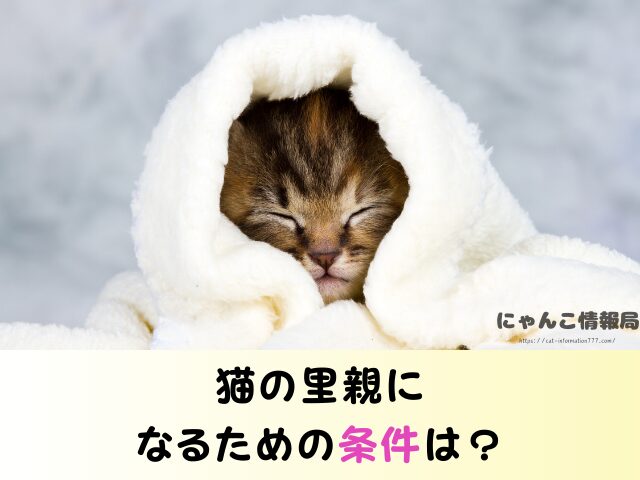 秋田県 猫 里親募集 譲渡会 場所 信頼 動物愛護団体