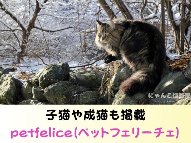 ノルウェージャンフォレストキャット 里親 募集 無償 子猫 譲ります
