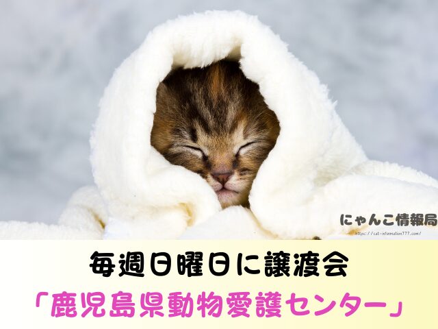 鹿児島県 ペットショップ 売れ残り 猫 里親 譲渡会 場所
