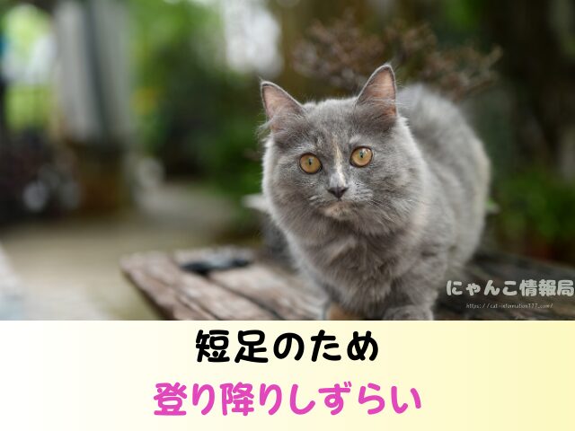 マンチカン 失敗 言われる理由 かわいそう ヤバい交配方法 販売