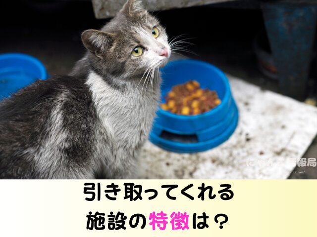 福岡 猫を引き取ってくれる施設 場所 どこ 信頼 動物愛護団体
