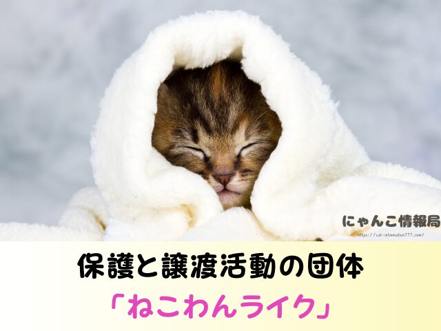 愛媛県 ペットショップ 猫の売れ残り 引き取とりたい 里親 費用 準備物