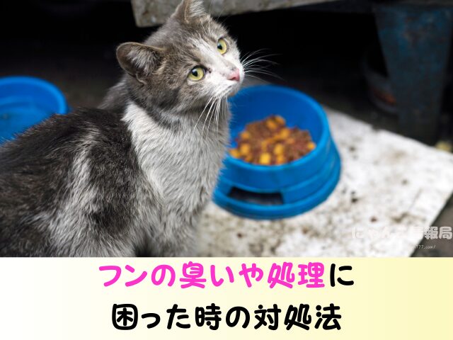野良猫 同じ場所 フンをする理由 臭い 処理 困った 対処法
