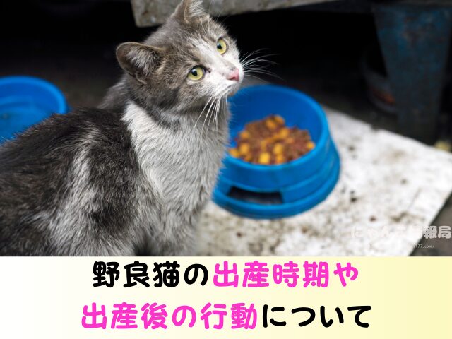 野良猫 出産後 移動するのか 出産前 行動 出産時期
