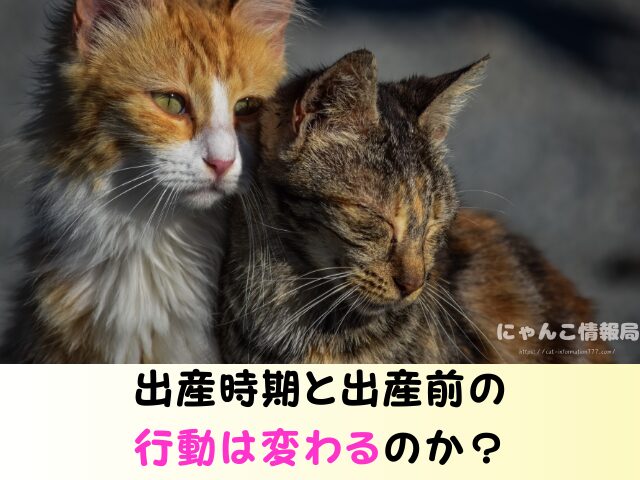 野良猫 出産後 移動するのか 出産前 行動 出産時期