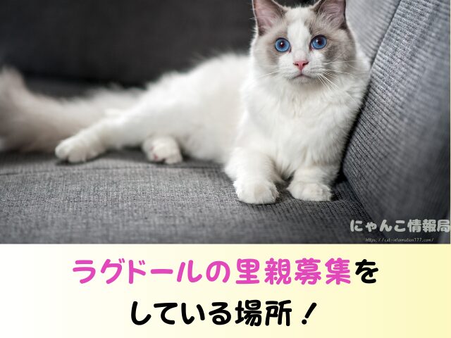 ラグドール 子猫 譲ります 無料 差し上げます 里親募集