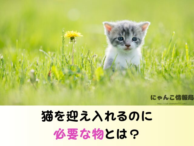 岩手県 猫 無料 里親 譲渡会 場所 引き取るための準備物