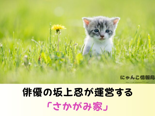 千葉県 猫を引き取ってくれる施設 信頼できる 動物愛護団体